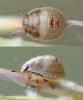 Eurygaster sp.